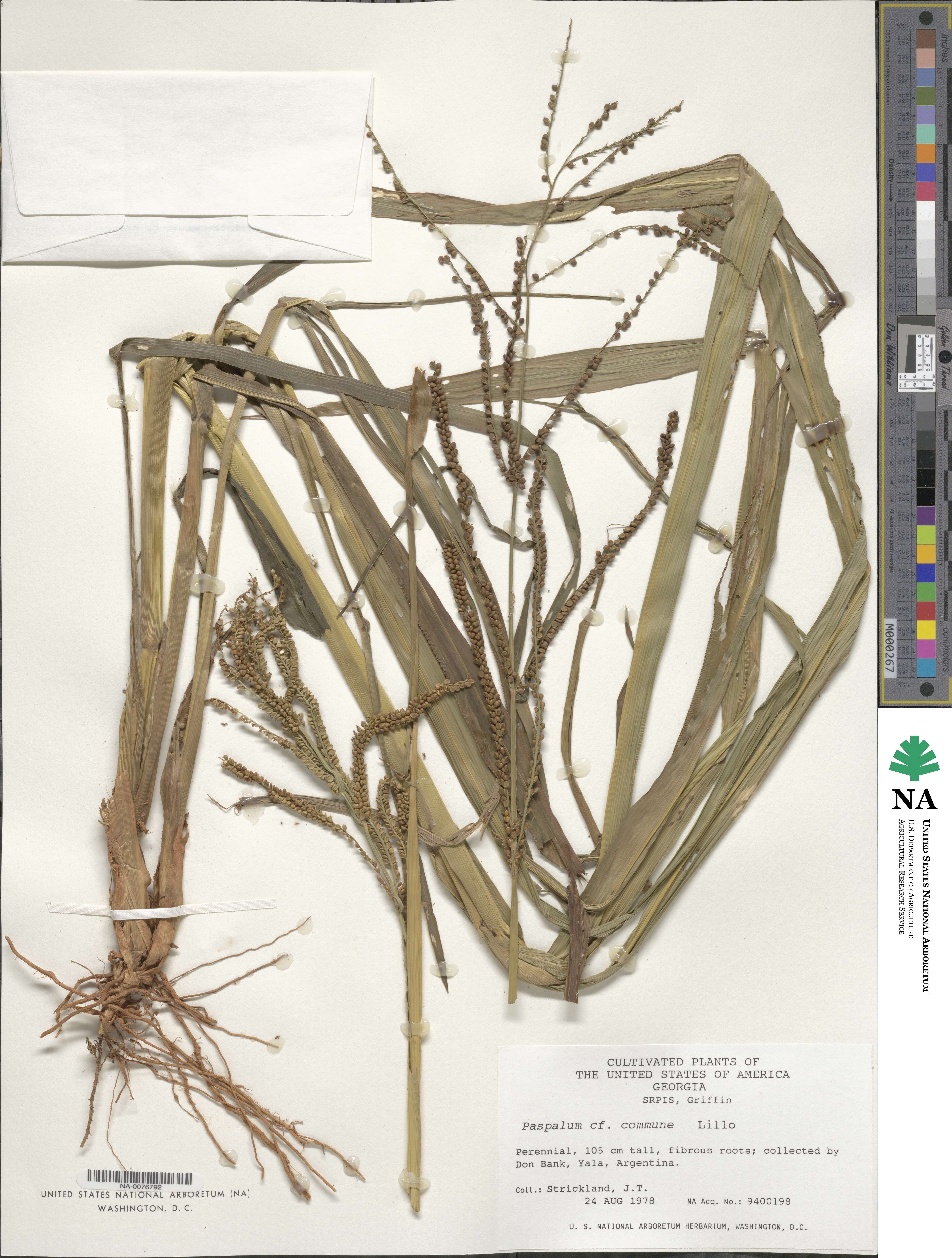 Paspalum commune image