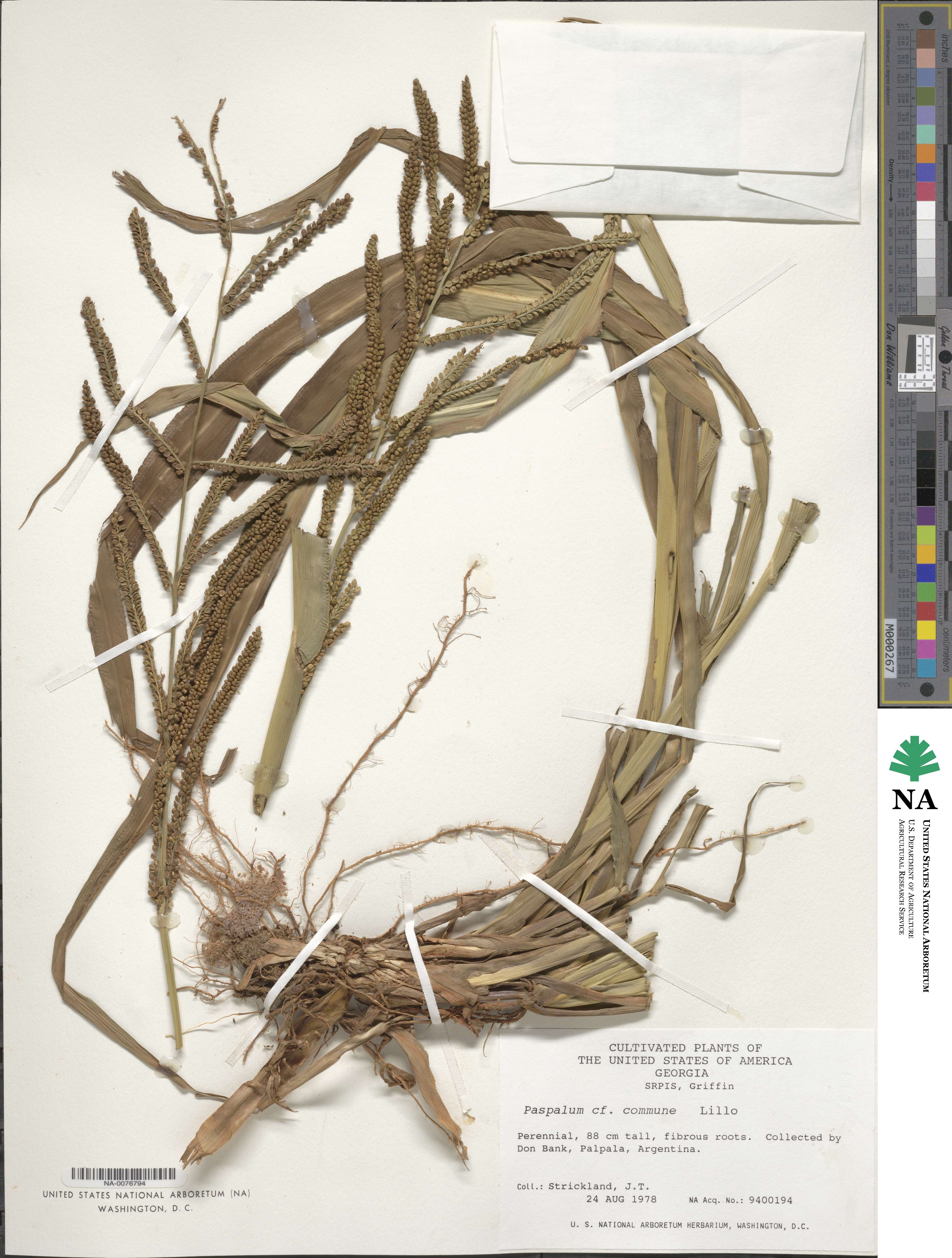 Paspalum commune image