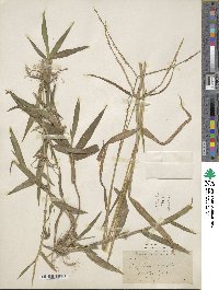 Paspalum conjugatum image