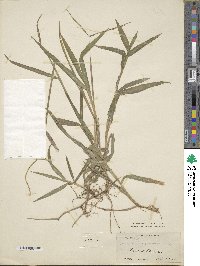 Paspalum conjugatum image