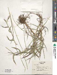 Paspalum conjugatum image