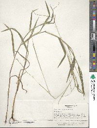 Paspalum conjugatum image