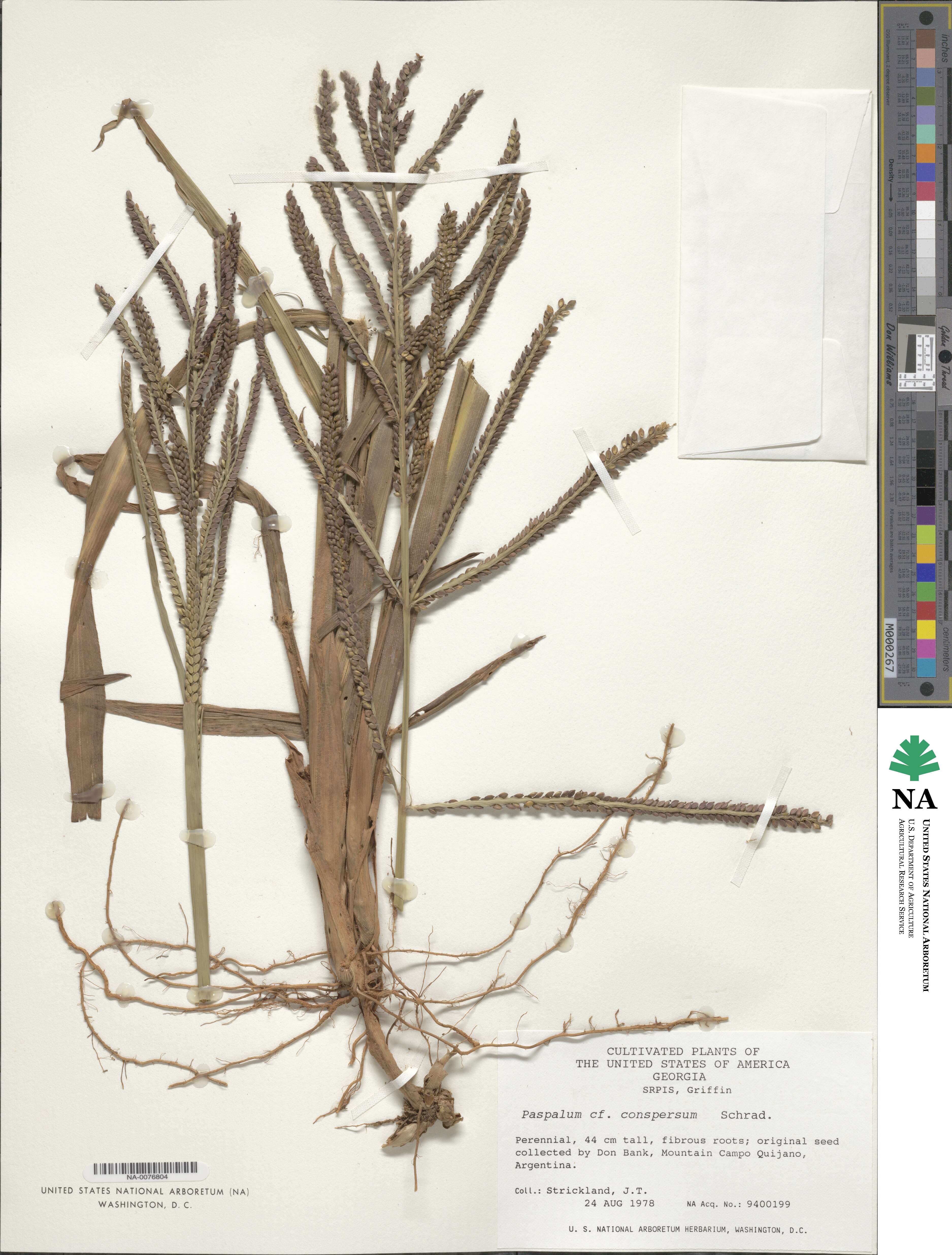 Paspalum conspersum image