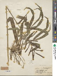 Paspalum conspersum image