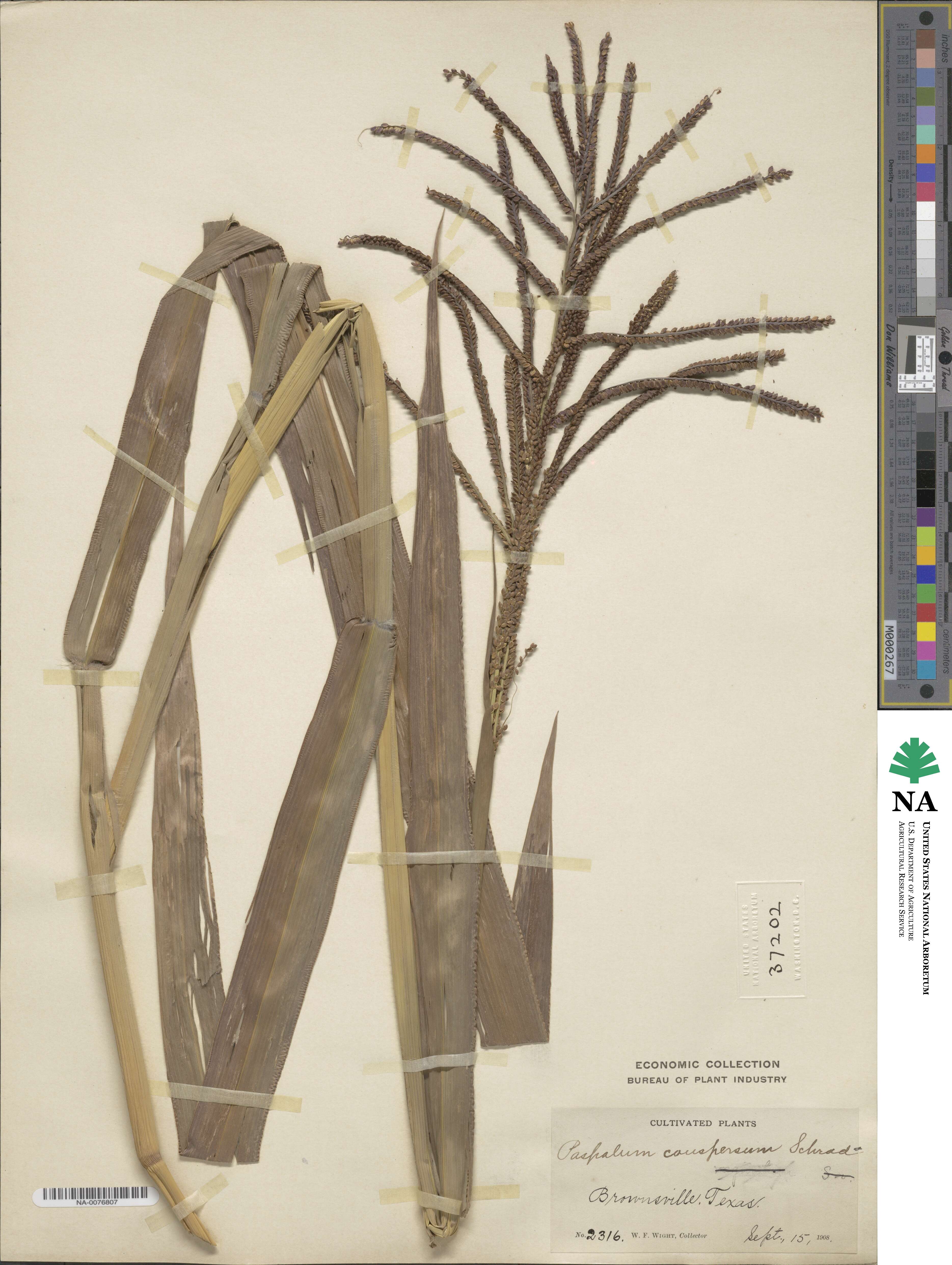 Paspalum conspersum image
