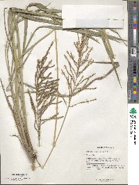 Paspalum coryphaeum image