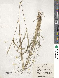 Paspalum cromyorhizon image