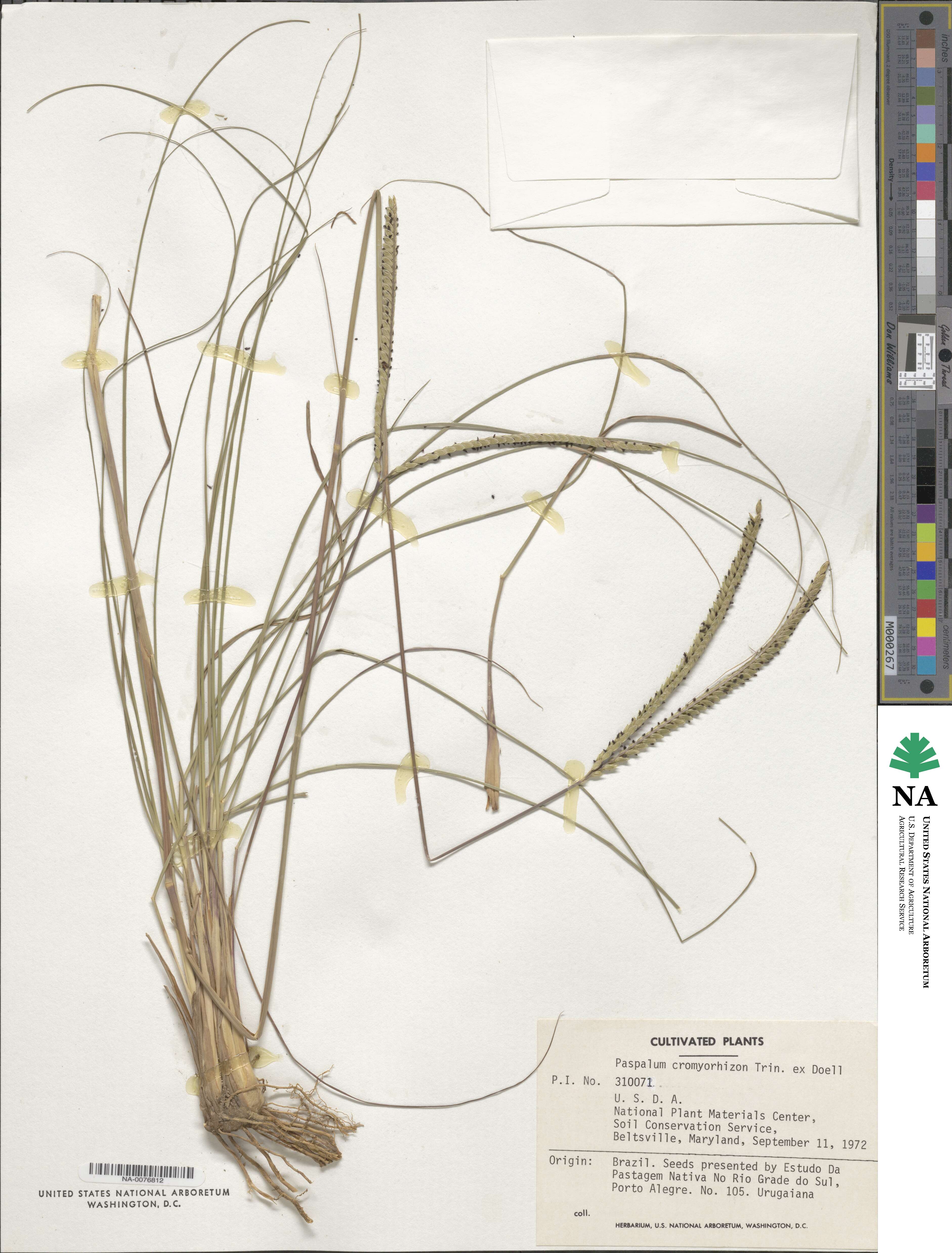 Paspalum cromyorhizon image