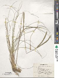 Paspalum cromyorhizon image