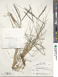 Paspalum cromyorhizon image