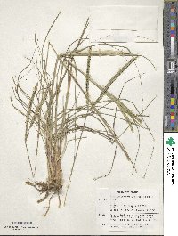 Paspalum cromyorhizon image