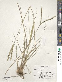 Paspalum cromyorhizon image