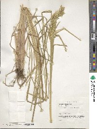 Paspalum densum image