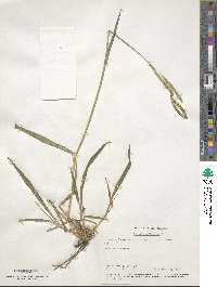 Paspalum dilatatum image