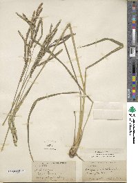 Paspalum dilatatum image