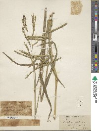 Paspalum dilatatum image