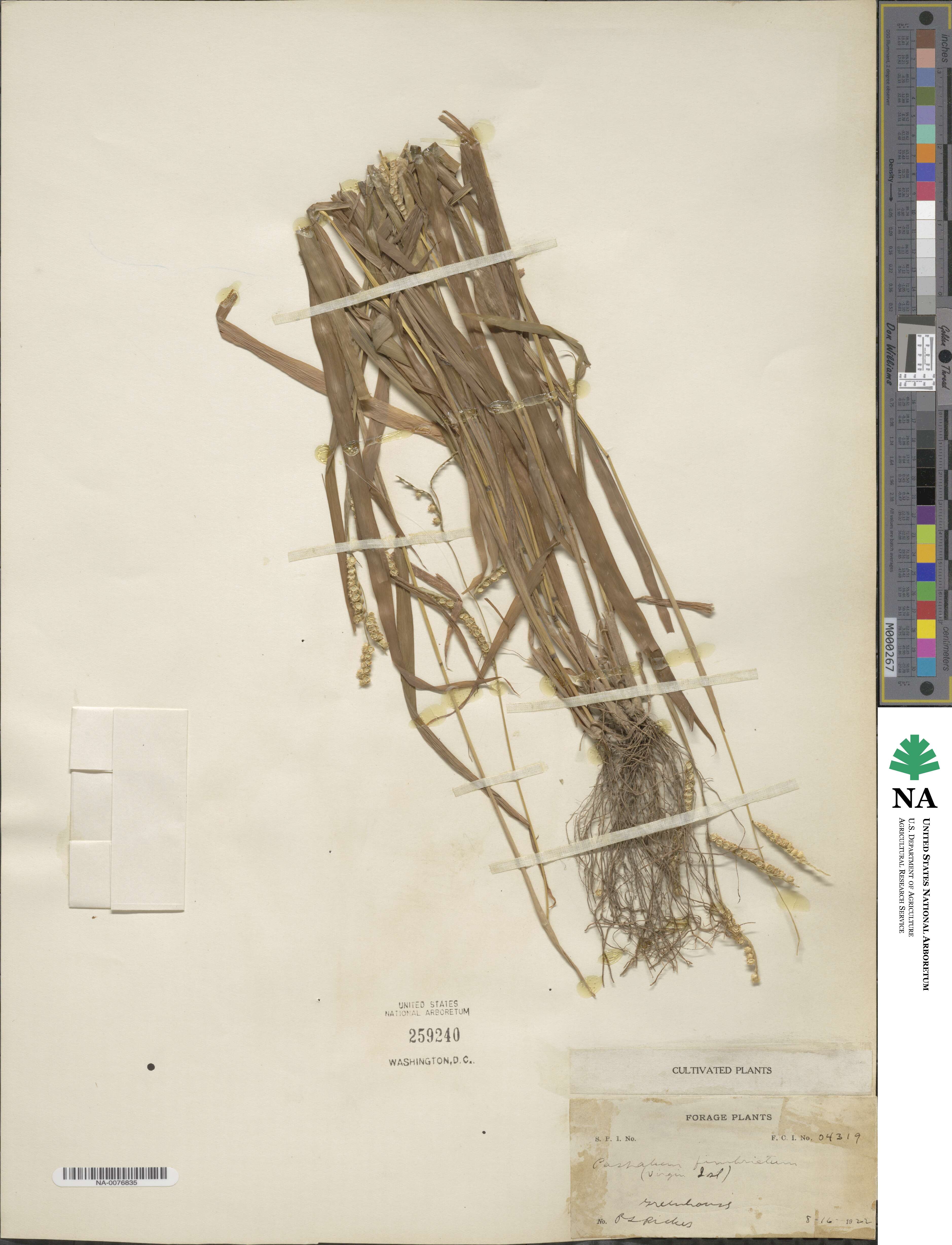 Paspalum fimbriatum image