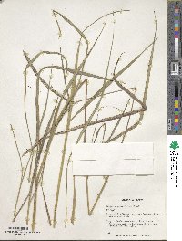 Paspalum ionanthum image