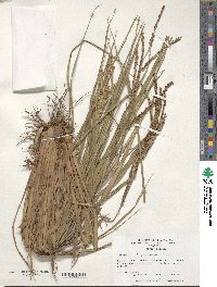 Paspalum guenoarum image