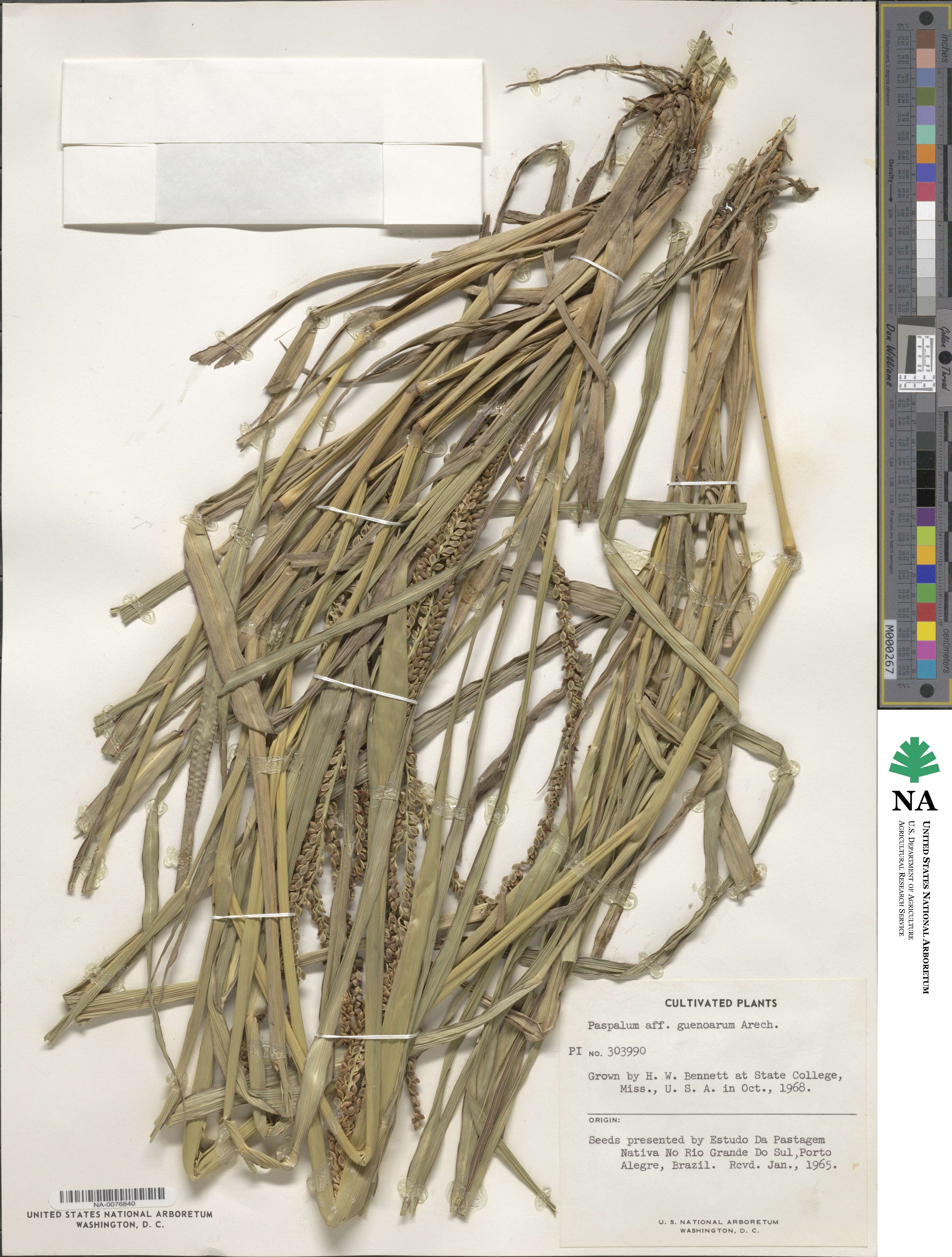 Paspalum guenoarum image