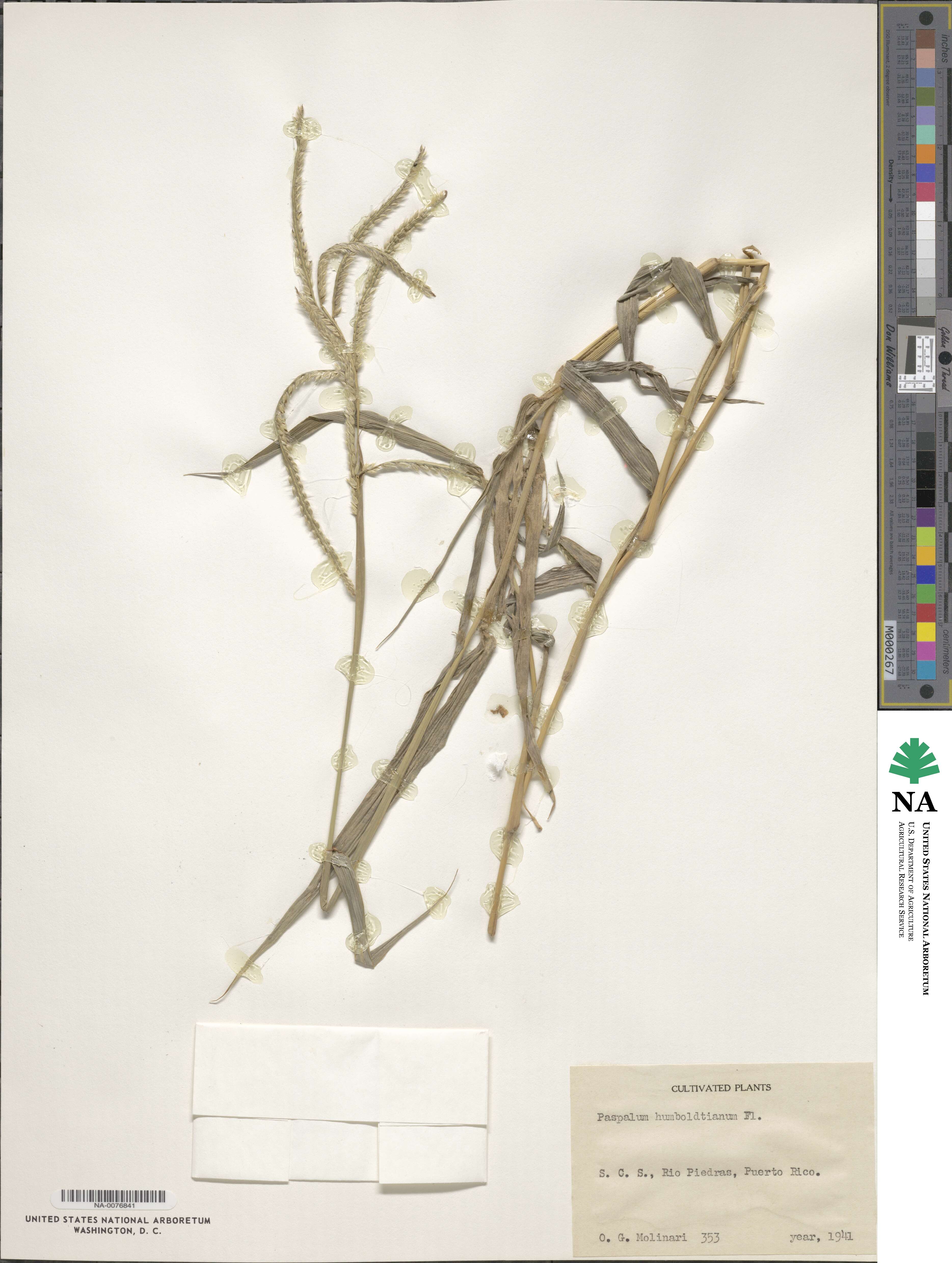 Paspalum humboldtianum image