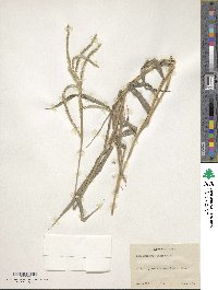 Paspalum humboldtianum image