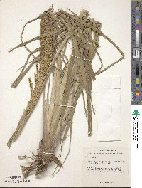 Paspalum intermedium image