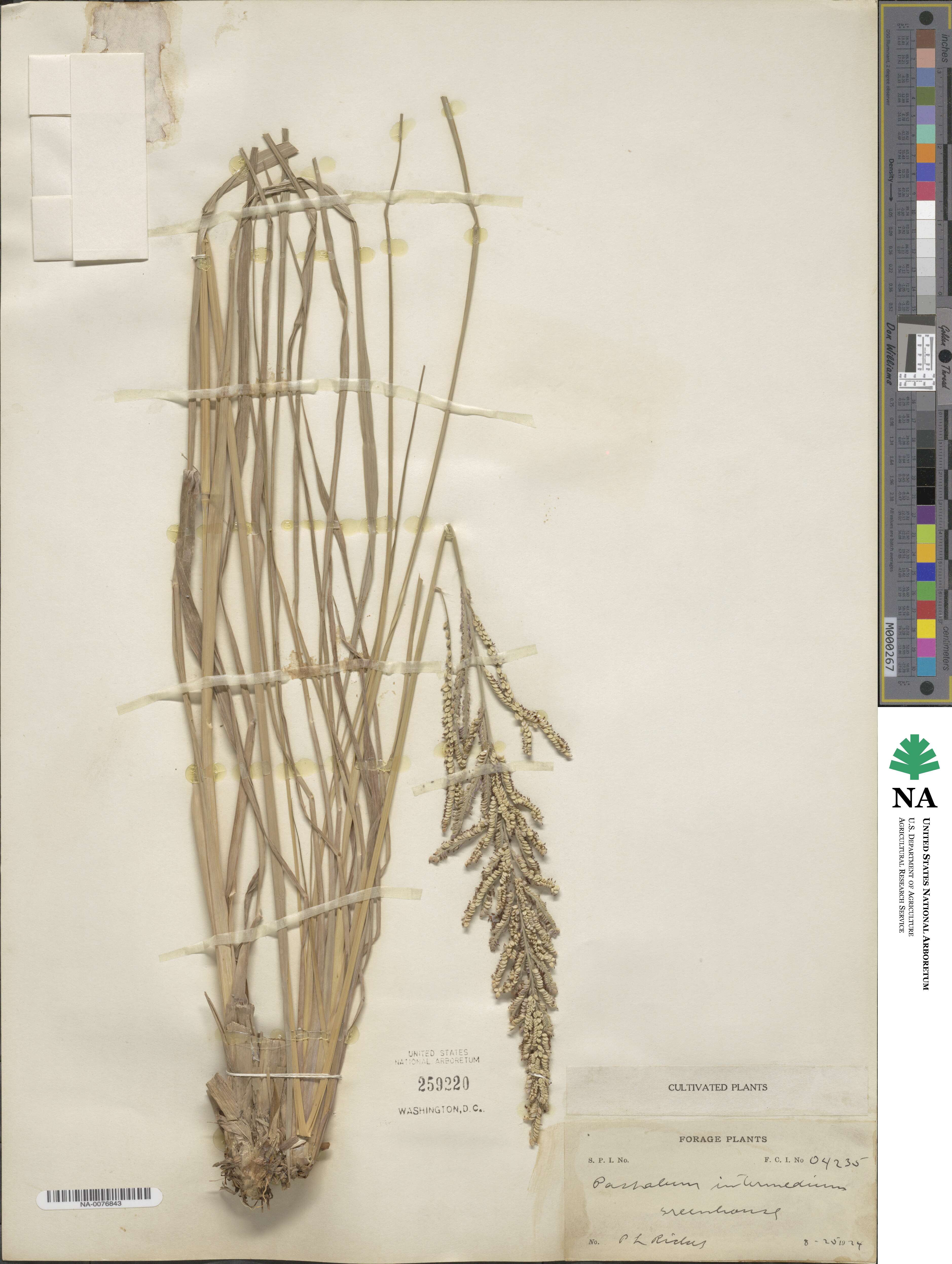 Paspalum intermedium image