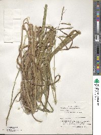 Paspalum macrophyllum image