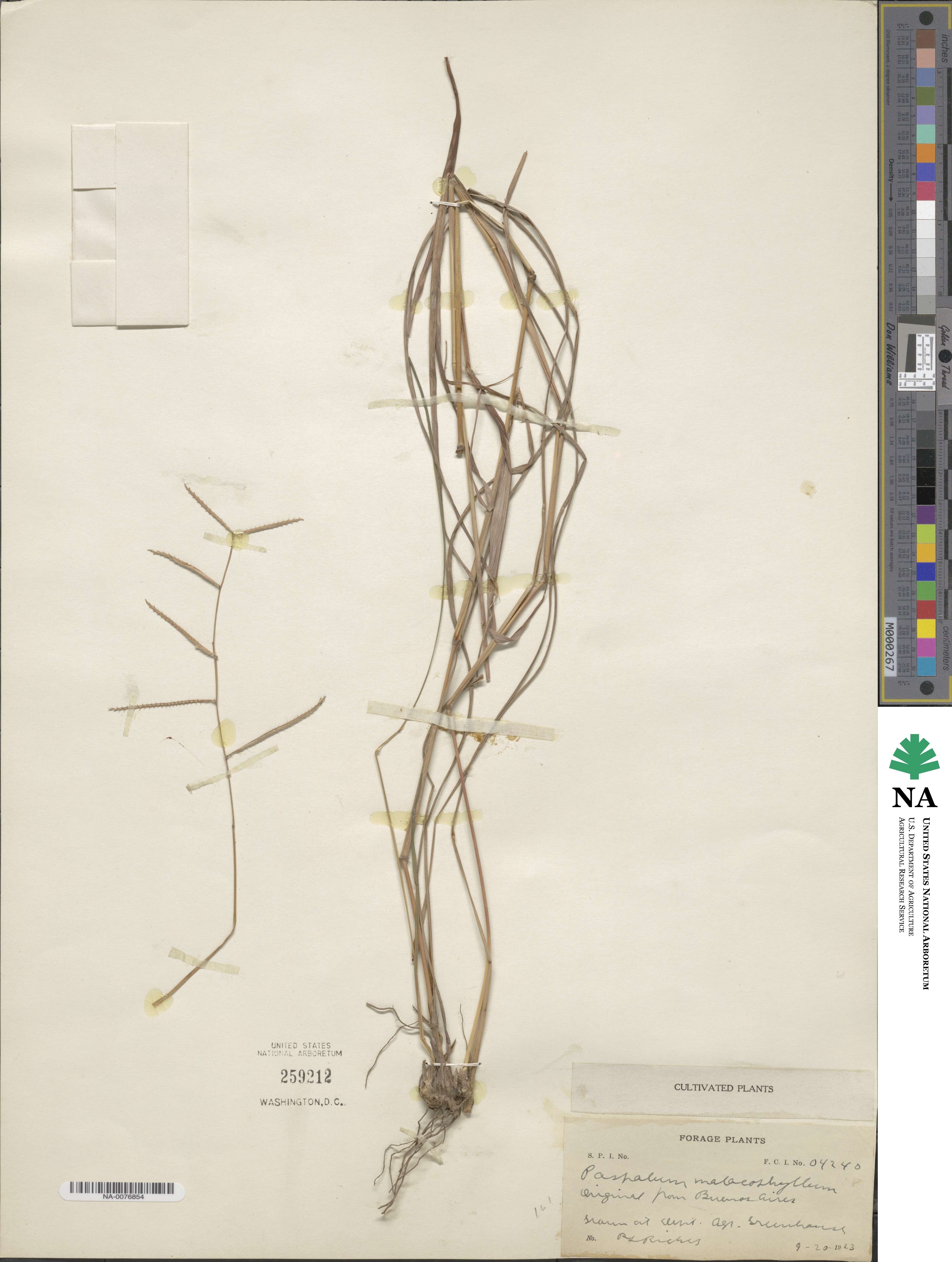 Paspalum malacophyllum image