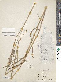 Paspalum malacophyllum image