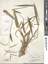 Paspalum mandiocanum image