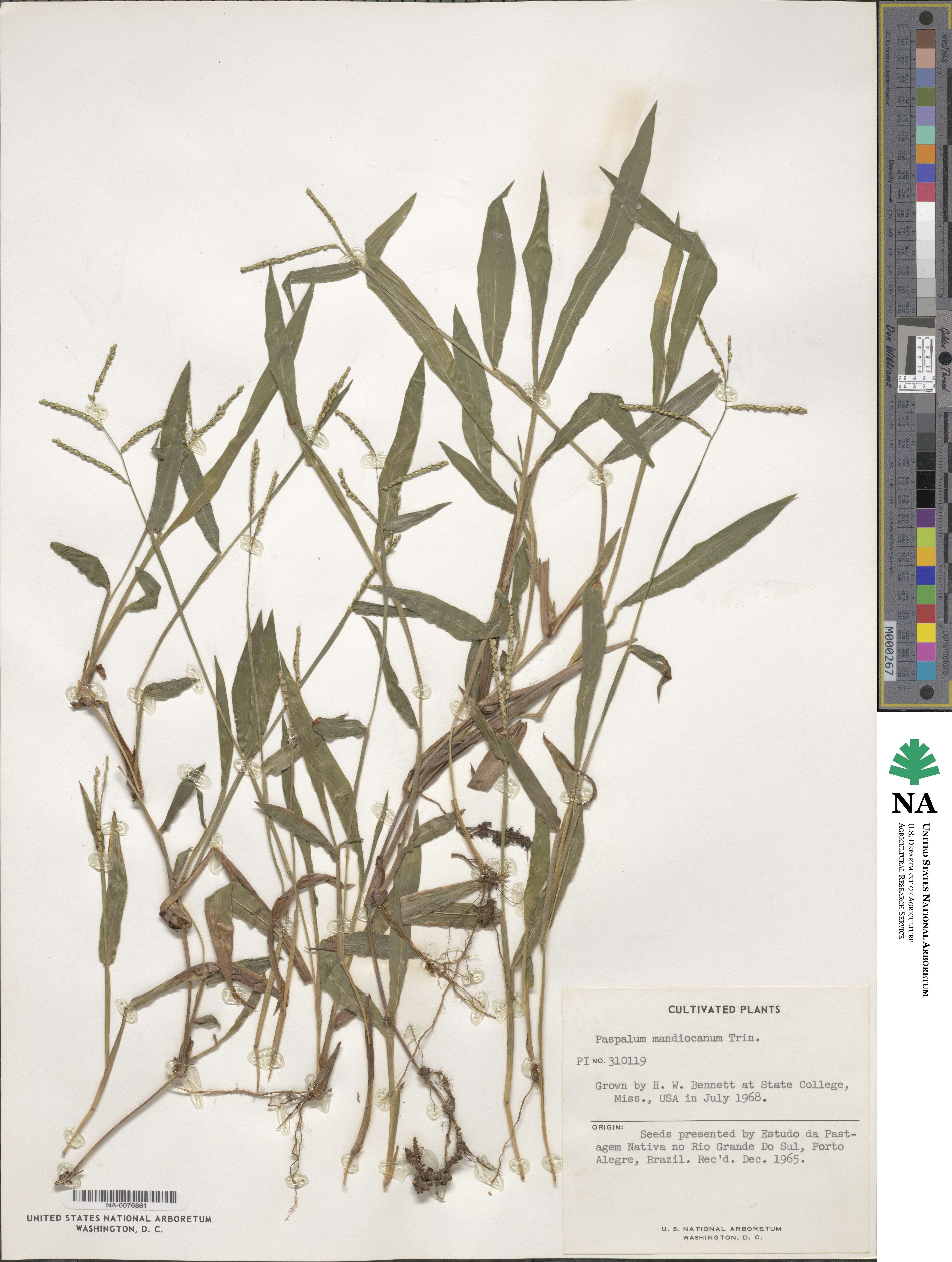 Paspalum mandiocanum image