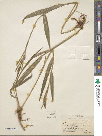 Paspalum mandiocanum image