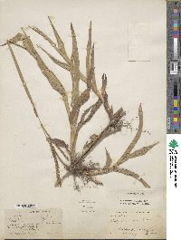 Paspalum maritimum image