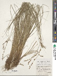 Carex nemurensis image