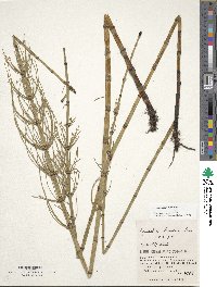 Equisetum fluviatile image