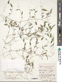 Isachne nipponensis image