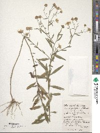 Aster ageratoides image