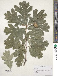 Quercus alba image