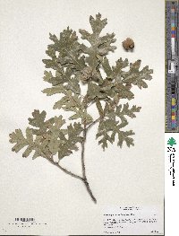 Quercus garryana image