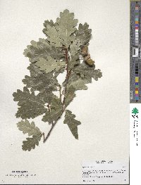 Quercus robur image