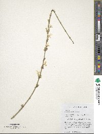 Jasminum nudiflorum image