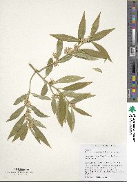 Sarcococca hookeriana image