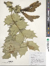 Mahonia bealei image