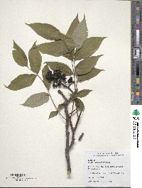 Phellodendron amurense var. lavallei image