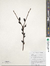 Salix gracilistyla image