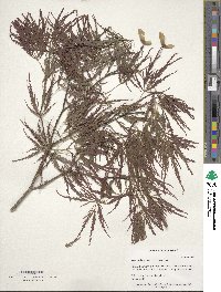 Acer palmatum image