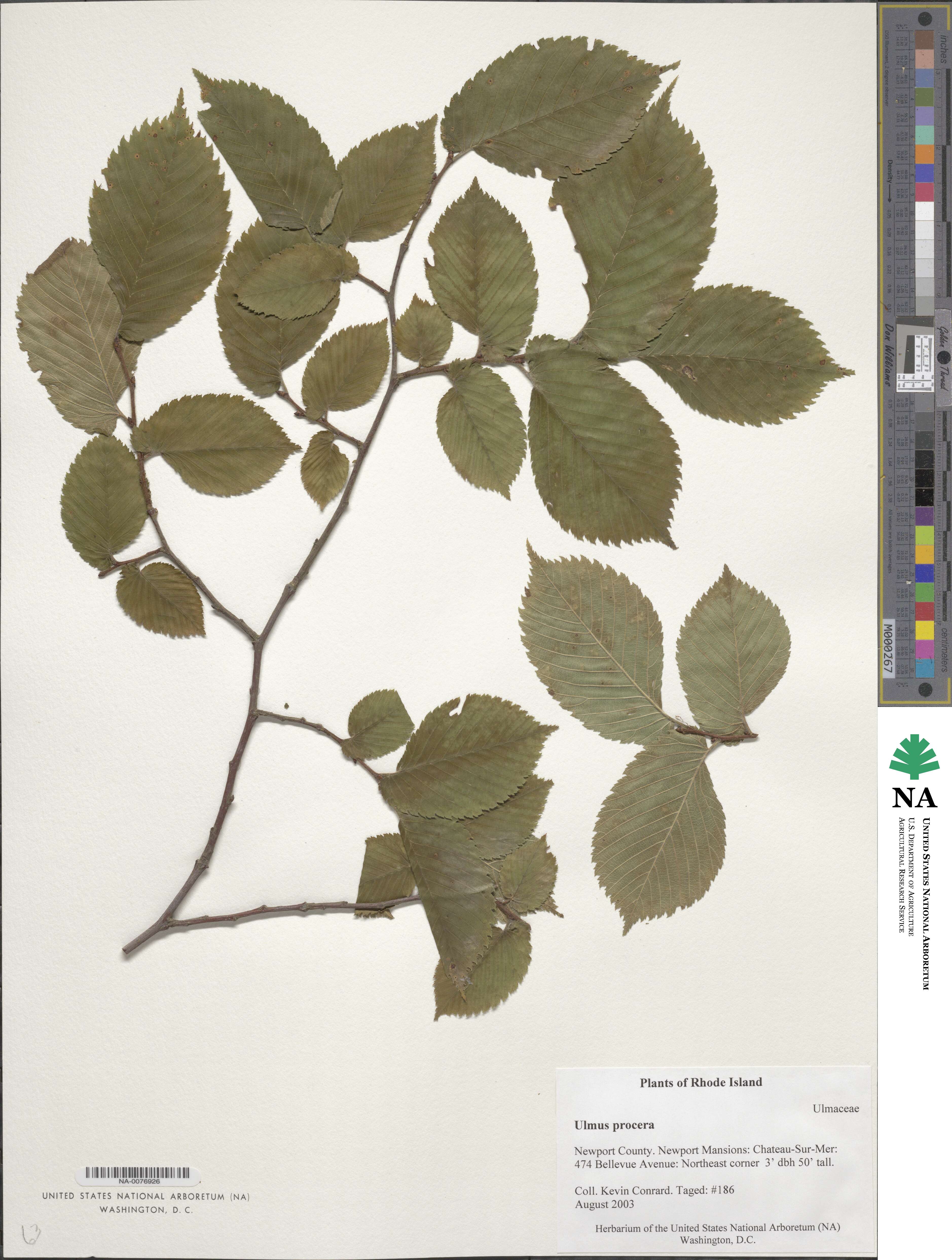 Ulmus procera image