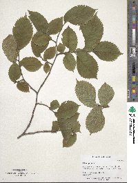 Ulmus procera image